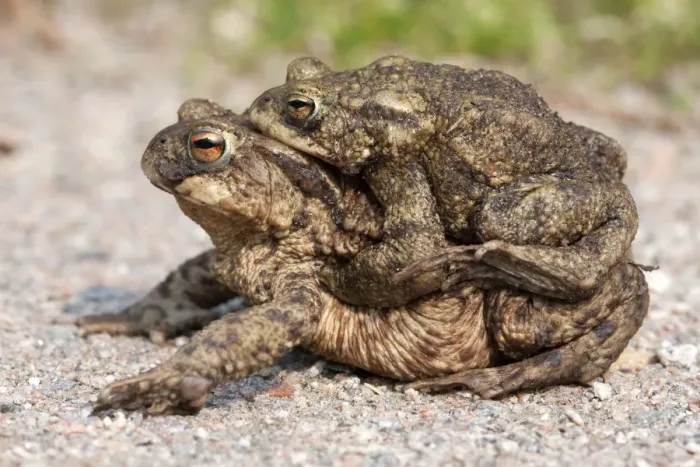 Framed Print : Toad migration, Common toads -Bufo bufo- Framed Print : Toad migration, Common toads -Bufo bufo-