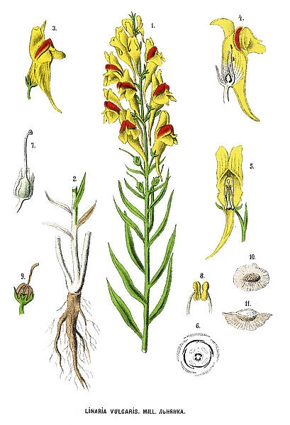 toadflax. Antique illustration of a Medicinal and Herbal Plants