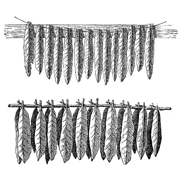 Tobacco. Illustration engrsaving of a tobacco leaves drying