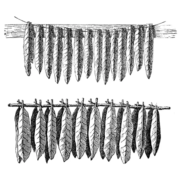 tobacco leaf art Prints of Tobacco