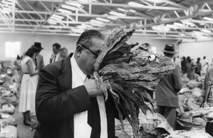 Framed Print : Tobacco Buyer Framed Print : Tobacco Buyer