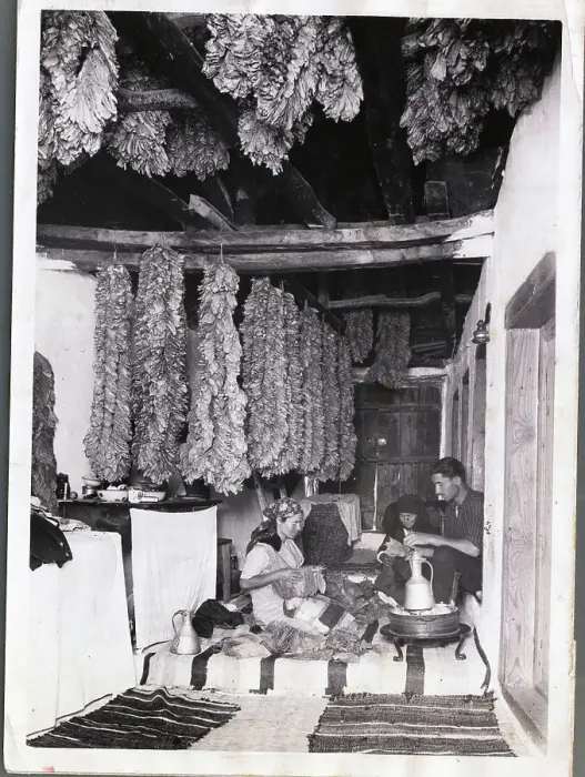 Framed Print : Tobacco Farmers Preparing Their Product