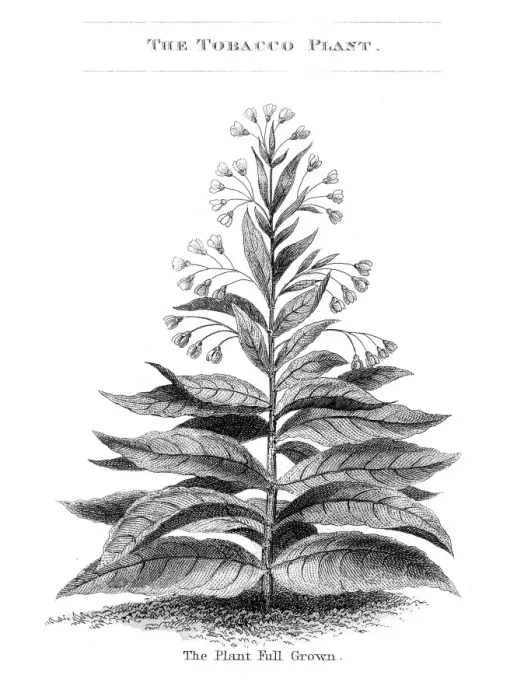 tobacco plant art Plant, 17th Century Artwork Metal Print by Middle Temple Library / Science Photo Library Tobacco plant (Nicotiana Minor). Botanical