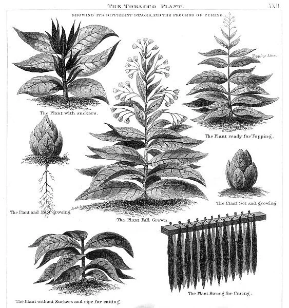 Tobacco plant engraving 1873