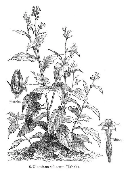 Tobacco plant engraving 1895