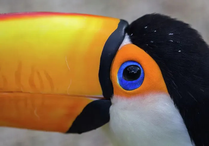 Framed Print : Toco Toucan Eye Framed Print : Toco Toucan Eye
