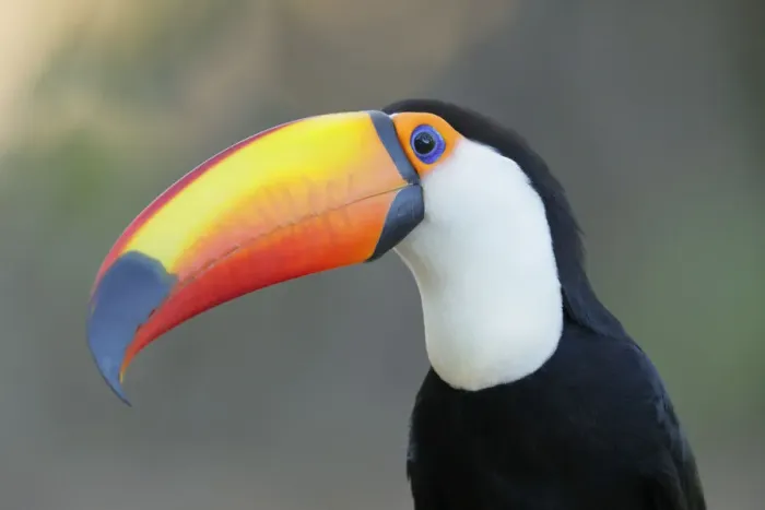Framed Print : Toco Toucan (Ramphastos toco) Framed Print : Toco Toucan (Ramphastos toco)