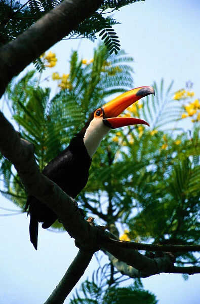 Toco toucan (Ramphastos toco) on branch, Pantanal, Brazil
