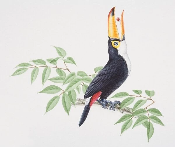 Toco Toucan, Ramphastos toco, perched on tree branch raising its head backward to swallow fruit from beak, side view