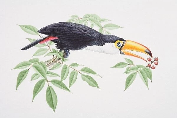 Toco Toucan, Ramphastos toco, perched on tree branch extending its head forward to catch berries with beak, side view