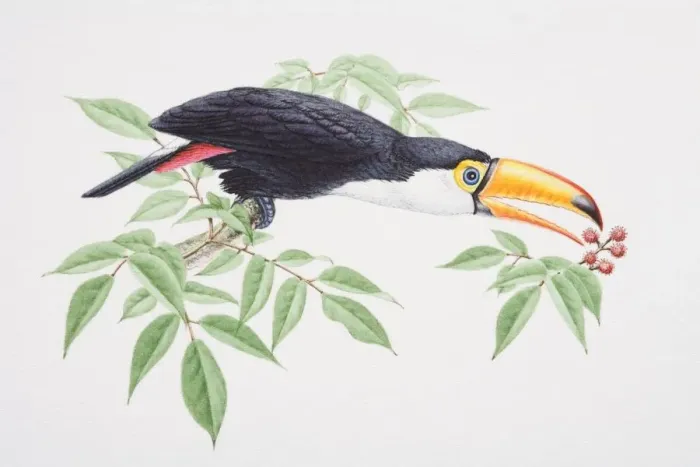 Framed Print : Toco Toucan, Ramphastos toco, perched on tree branch extending its head forward to catch berries with beak, side view Framed Print : Toco Toucan, Ramphastos toco, perched on tree branch extending its head forward to catch berries with beak, side view