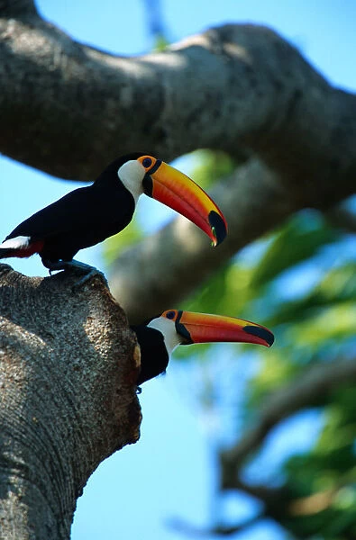 Toco toucans (Ramphastos toco) in tree hole, Pantanal, Brazil