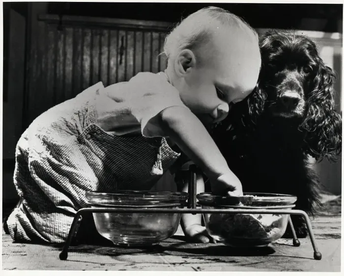Framed Print : Toddler Inspects Dogs Bowl W / Pet Dog Framed Print : Toddler Inspects Dogs Bowl W / Pet Dog