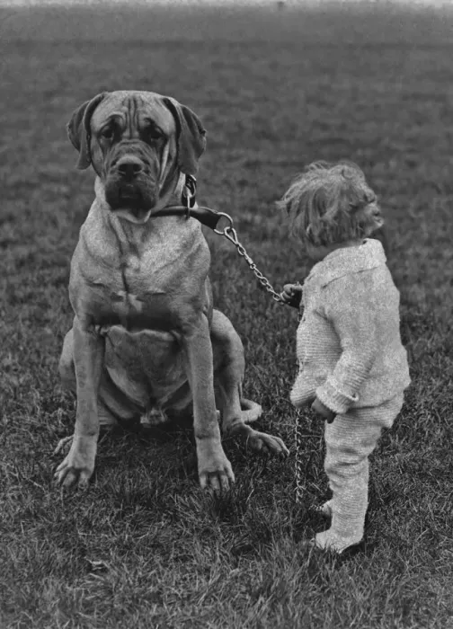 Framed Print : Toddler And Mastiff Framed Print : Toddler And Mastiff