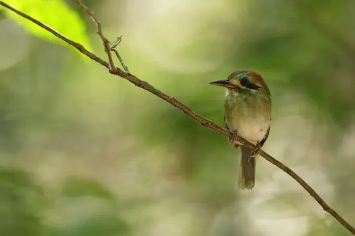 Framed Print : Tody Motmot (Hylomanes momotula) Framed Print : Tody Motmot (Hylomanes momotula)