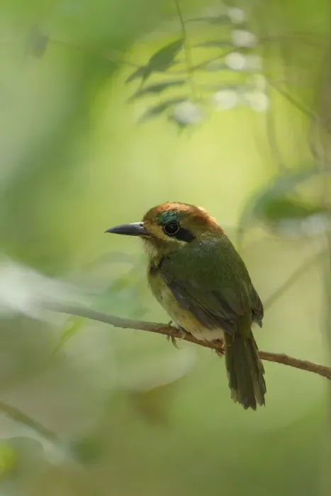 Framed Print : Tody Motmot (Hylomanes momotula) Framed Print : Tody Motmot (Hylomanes momotula)