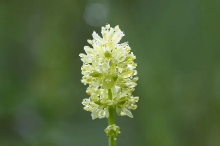Framed Print : Tofields Asphodel (Tofieldia calyculata), Upper Bavaria, Bavaria, Germany, Europe Framed Print : Tofields Asphodel (Tofieldia calyculata), Upper Bavaria, Bavaria, Germany, Europe