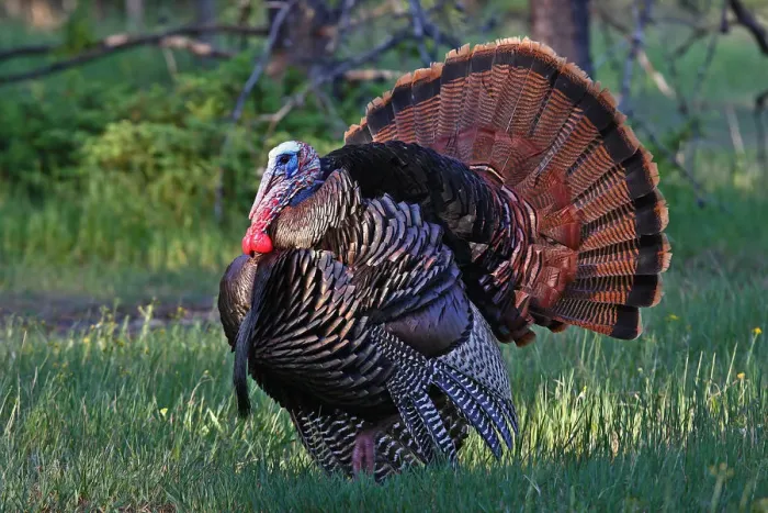 Framed Print : Tom Turkey2 Framed Print : Tom Turkey2
