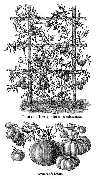 Tomate engraving 1895