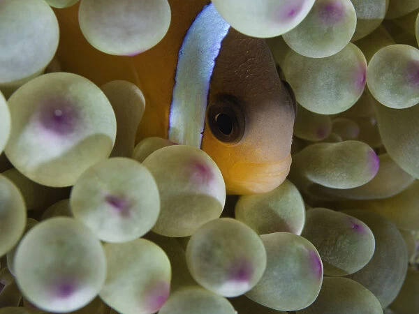 Tomato anemone fish (Amphiprion frenatus), close-up, underwater view