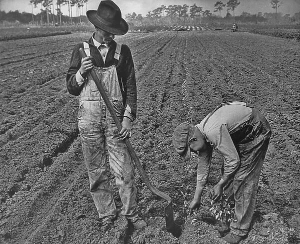 Tomato Growers. Farm workers transplanting tomato plants, Florida, circa 1930