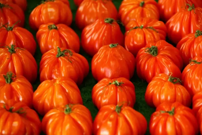 Framed Print : Tomatoes on a market, French Riviera, France, Europe Framed Print : Tomatoes on a market, French Riviera, France, Europe