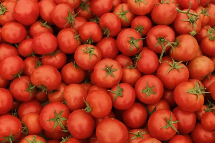 Framed Print : Tomatoes on a market stall, weekly farmers market, Mugla, Mugla Province, Aegean region, Turkey Framed Print : Tomatoes on a market stall, weekly farmers market, Mugla, Mugla Province, Aegean region, Turkey