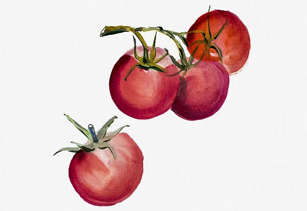 Tomatoes Watercolor painting