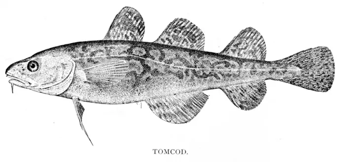 Framed Print : Tomcod engraving 1898 Framed Print : Tomcod engraving 1898