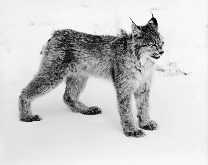 Framed Print : Lynx. circa 1950: Tonga, a pet Lynx, in its natural snow covered environment Framed Print : Lynx. circa 1950: Tonga, a pet Lynx, in its natural snow covered environment