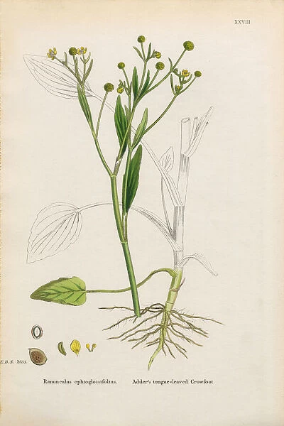 Tongue-leaved Water Crowfoot, Ranunculus ophioglossifolius