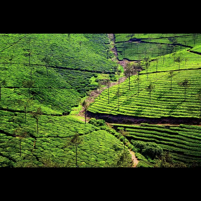 Framed Print : Tons of tea Framed Print : Tons of tea