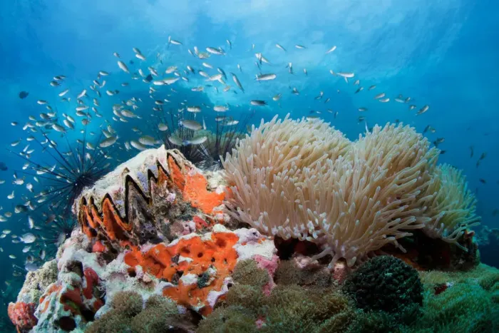 Framed Print : toothy reef Framed Print : toothy reef