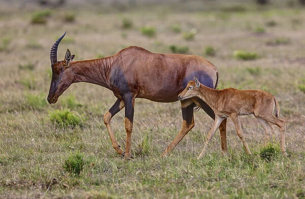 Topi Antelope -Damaliscus lunatus- with young, Masai Mara National Reserve, Kenya, East Africa, Africa, PublicGround