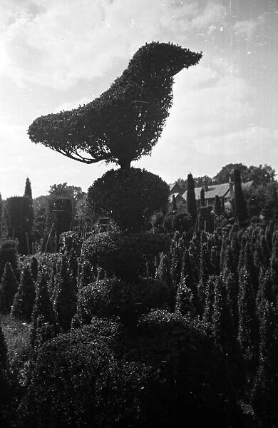 Topiary Bird. 15th September 1945: Artfully shaped shrubbery in the Topiary
