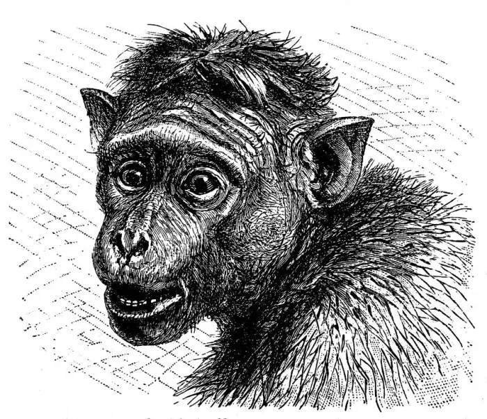 Framed Print : Toque macaque (Macaca sinica) Framed Print : Toque macaque (Macaca sinica)