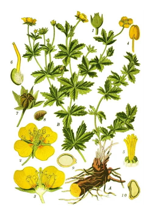 Framed Print : tormentil, septfoil, Tormentilla erecta, Potentilla laeta, Potentilla tormentilla Framed Print : tormentil, septfoil, Tormentilla erecta, Potentilla laeta, Potentilla tormentilla
