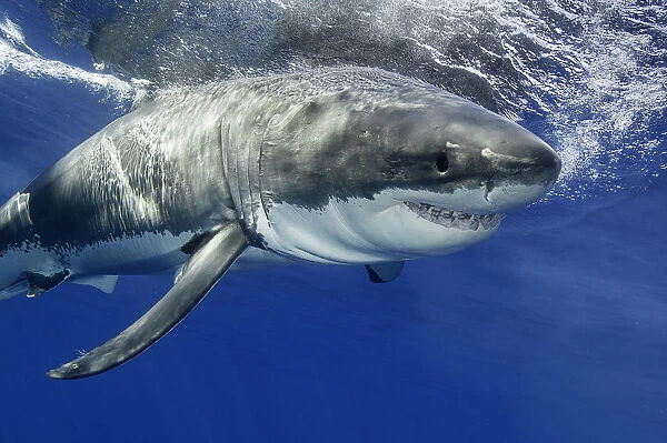 Torpedo. White shark moving aggressively towards bait