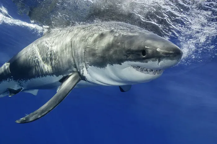Framed Print : Torpedo. White shark moving aggressively towards bait