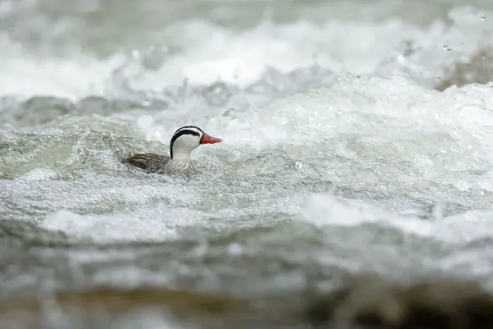 Framed Print : Torrent Duck
