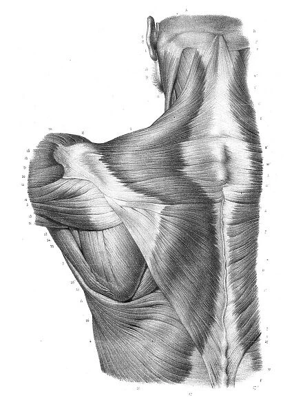Back torso anatomy engraving 1866