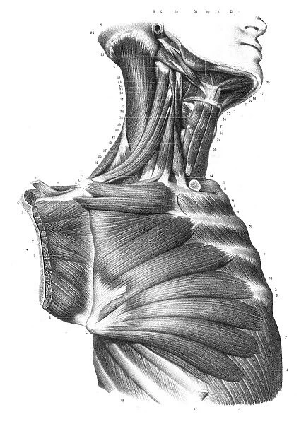Side torso anatomy engraving 1866