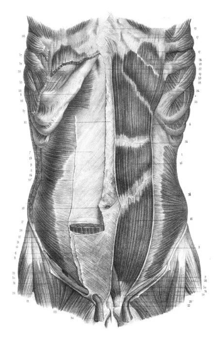 Framed Print : Back torso anatomy engraving 1866 Framed Print : Back torso anatomy engraving 1866