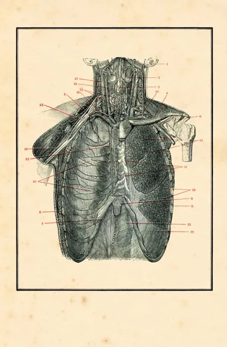 Framed Print : Torso with blood circulation human anatomy drawing 1898