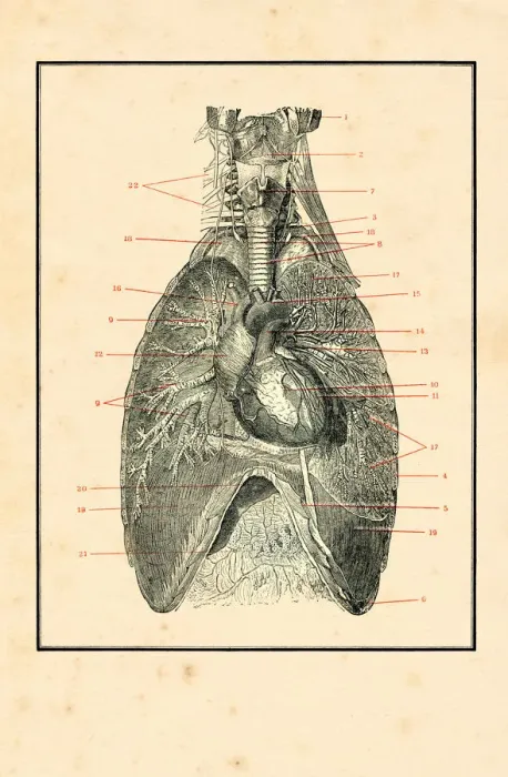 Framed Print : Torso with blood circulation human anatomy drawing 1898 Framed Print : Torso with blood circulation human anatomy drawing 1898