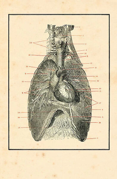 Torso with blood circulation human anatomy drawing 1898