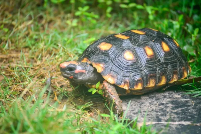 Framed Print : Tortoise. Yellow-footed Tortoise. species - testudinidae Framed Print : Tortoise. Yellow-footed Tortoise. species - testudinidae