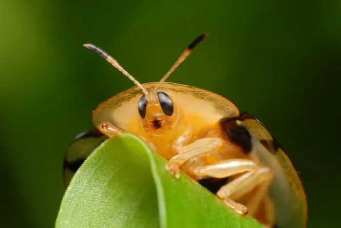 Framed Print : Tortoise Beetle Framed Print : Tortoise Beetle