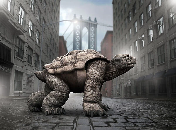 Tortoise ready for a race in Brooklyn