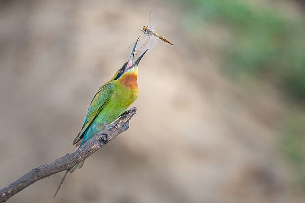 Tossing. A Blue-tailed bee-eater tossing its fresh-caught dragonfly at